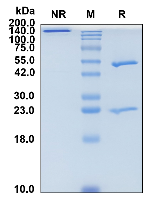 (Abagovomab)Biosimilar Reference Antibody(MUC16/CA125)(CAS NO:792921-10-9)