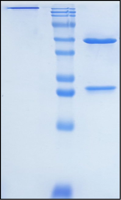 (Abelacimab)Biosimilar Reference Antibody