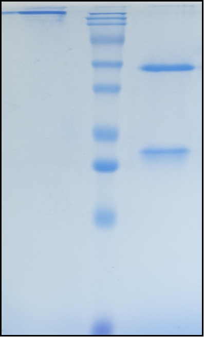 (Abiprubart)Biosimilar Reference Antibody