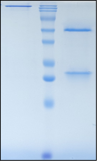 (Abrilumab)Biosimilar Reference Antibody