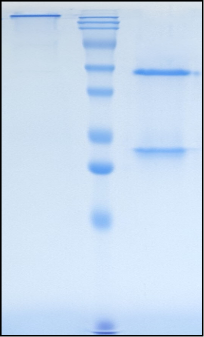 (Acrixolimab)Biosimilar Reference Antibody