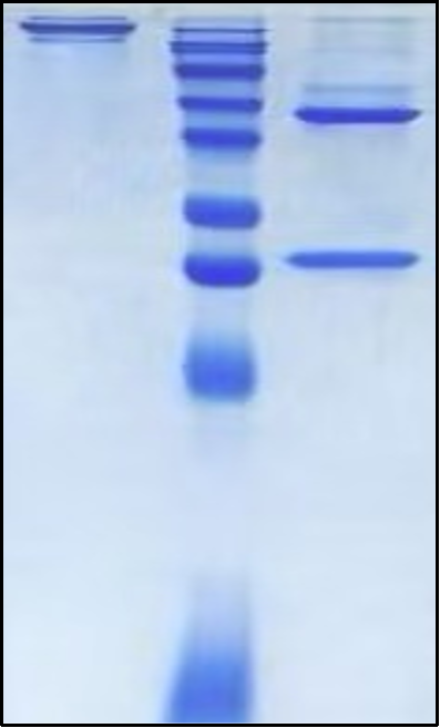(Adalimumab)Biosimilar Reference Antibody