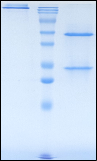 (Adebrelimab)Biosimilar Reference Antibody