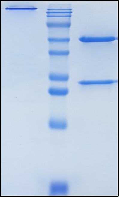 (Adecatumumab)Biosimilar Reference Antibody