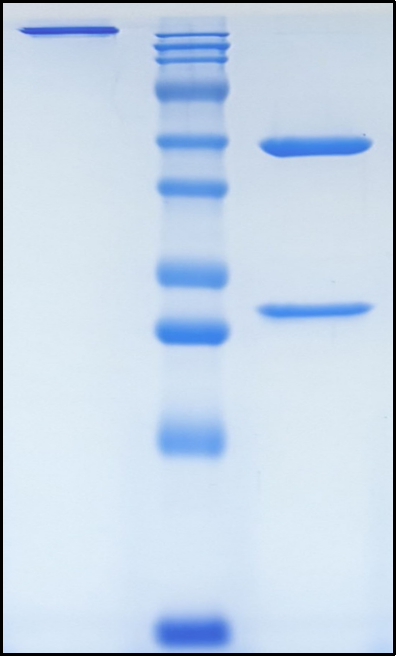 (Alomfilimab)Biosimilar Reference Antibody