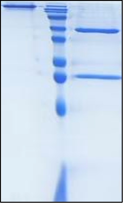 (Alsevalimab)Biosimilar Reference Antibody