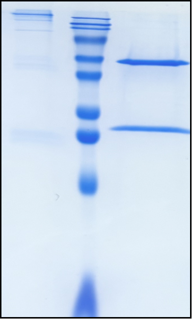 (Amatuximab)Biosimilar Reference Antibody