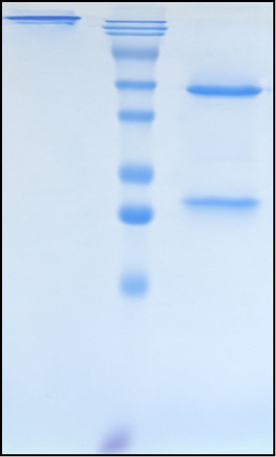 (Amlitelimab)Biosimilar Reference Antibody
