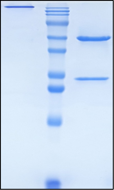 (Anetumab)Biosimilar Reference Antibody