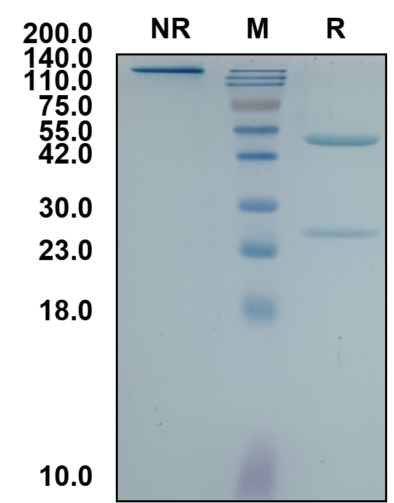 (Anivovetmab)Biosimilar Reference Antibody(Minor Capsid VP2 (Canine))(CAS NO:2370896-63-0)