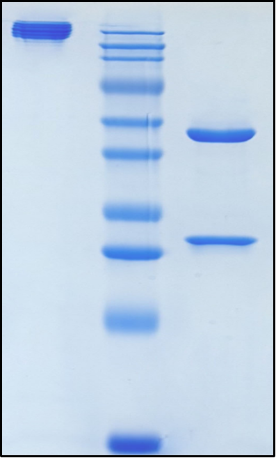 (Anselamimab)Biosimilar Reference Antibody