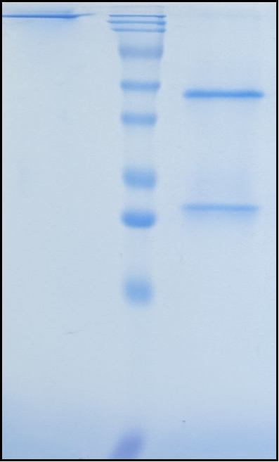 (Anumigilimab)Biosimilar Reference Antibody