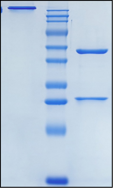 (Anzurstobart)Biosimilar Reference Antibody