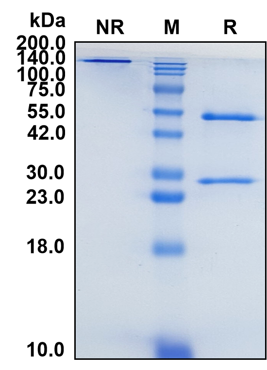 (Apamistamab)Biosimilar Reference Antibody(PTPRC/CD45)(CAS NO:2097132-02-8)