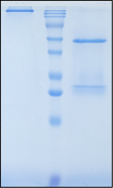 (Apitegromab)Biosimilar Reference Antibody