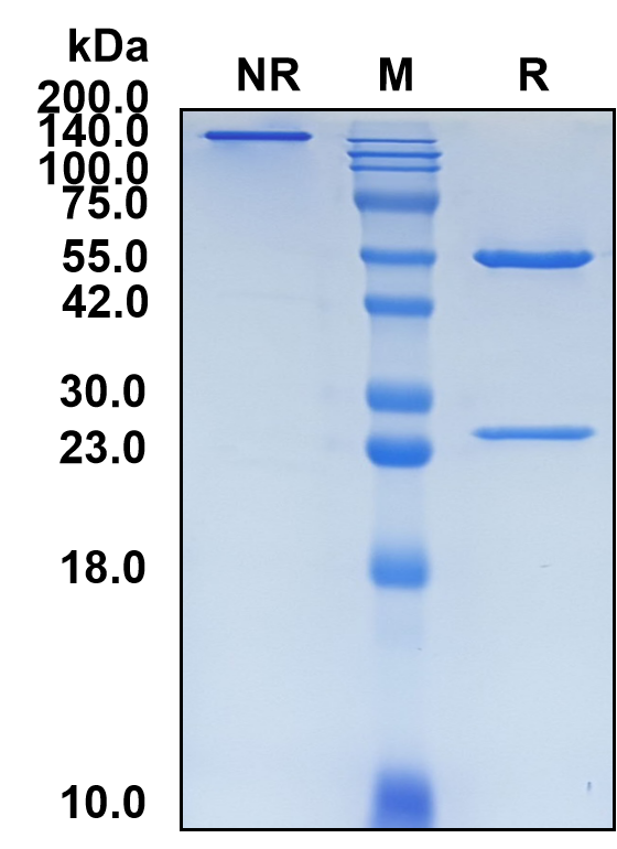 (Aprutumab)Biosimilar Reference Antibody