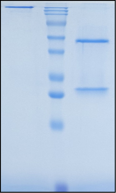 (Ascrinvacumab)Biosimilar Reference Antibody