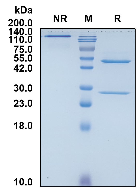 (Atibuclimab)Biosimilar Reference Antibody(CD14)(CAS NO:2417175-94-9)
