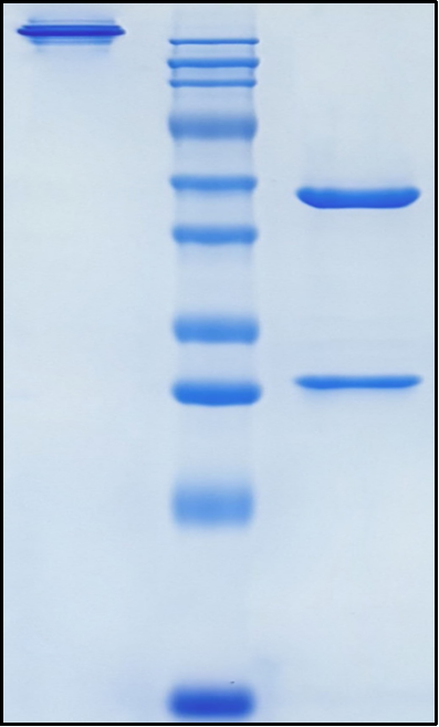 (Atidortoxumab)Biosimilar Reference Antibody