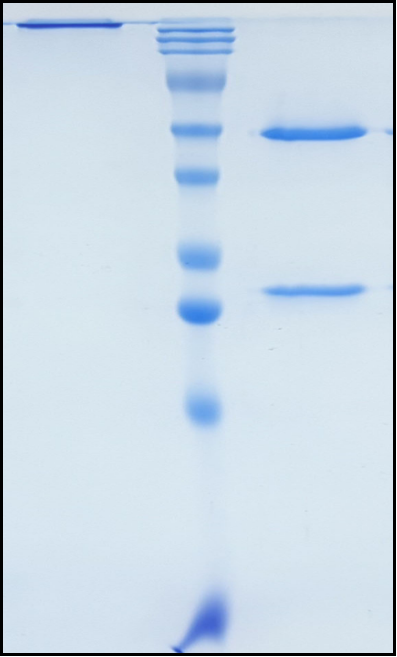 (Atisnolerbart)Biosimilar Reference Antibody