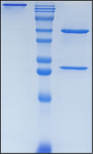 (Avdoralimab)Biosimilar Reference Antibody