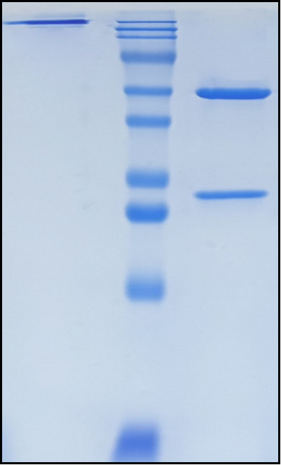 (Avelumab)Biosimilar Reference Antibody