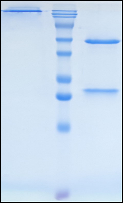 (Axatilimab)Biosimilar Reference Antibody
