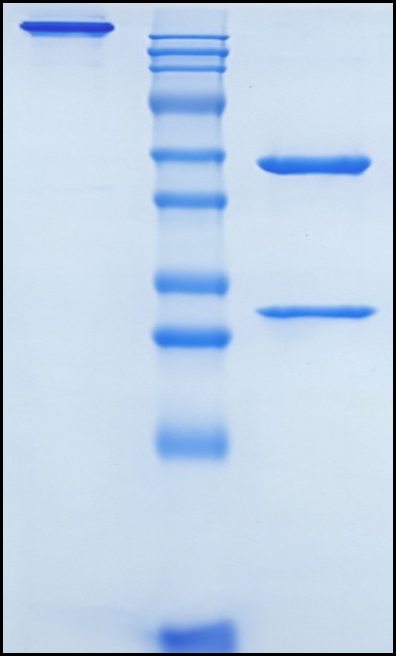 (Azintuxizumab)Biosimilar Reference Antibody