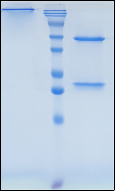 (Balstilimab)Biosimilar Reference Antibody
