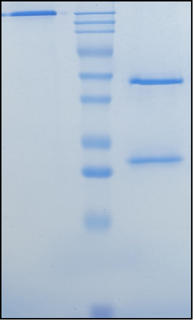 (Bapotulimab)Biosimilar Reference Antibody