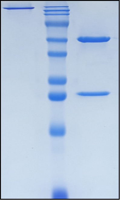 (Barecetamab)Biosimilar Reference Antibody
