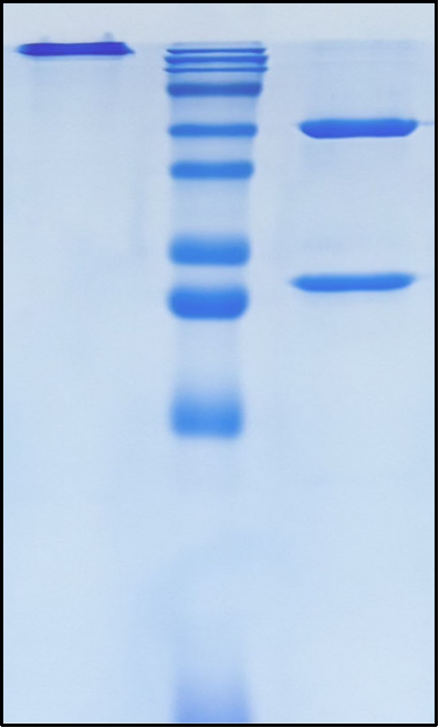 (Barzolvolimab)Biosimilar Reference Antibody
