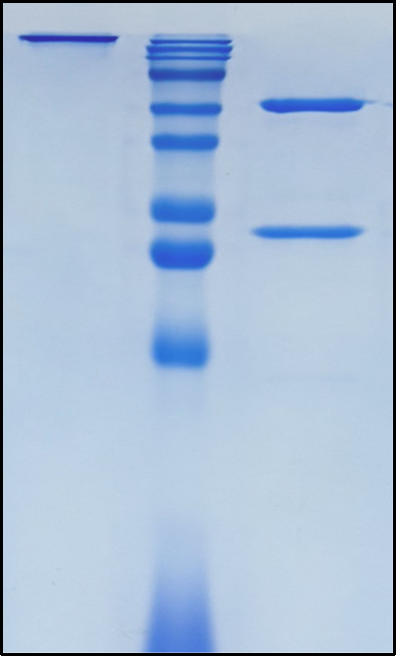 (Bavituximab)Biosimilar Reference Antibody