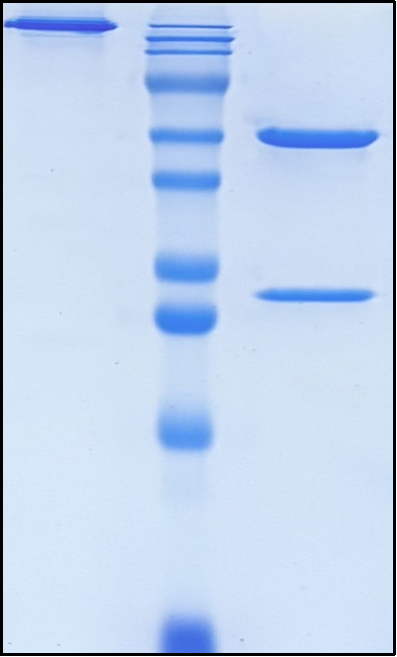 (Bebtelovimab)Biosimilar Reference Antibody