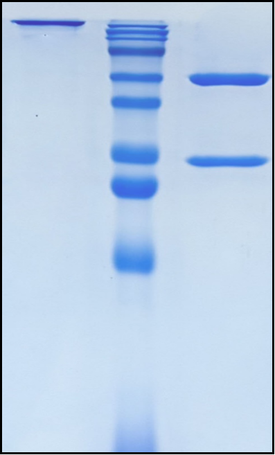 (Becotatug)Biosimilar Reference Antibody