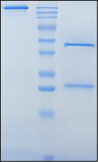 (Befovacimab)Biosimilar Reference Antibody