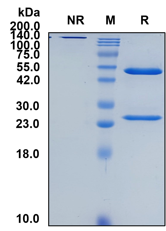 (Belantamab)Biosimilar Reference Antibody(TNFRSF17/CD269/BCMA/TNFRSF13A)(CAS NO:2061894-48-0)