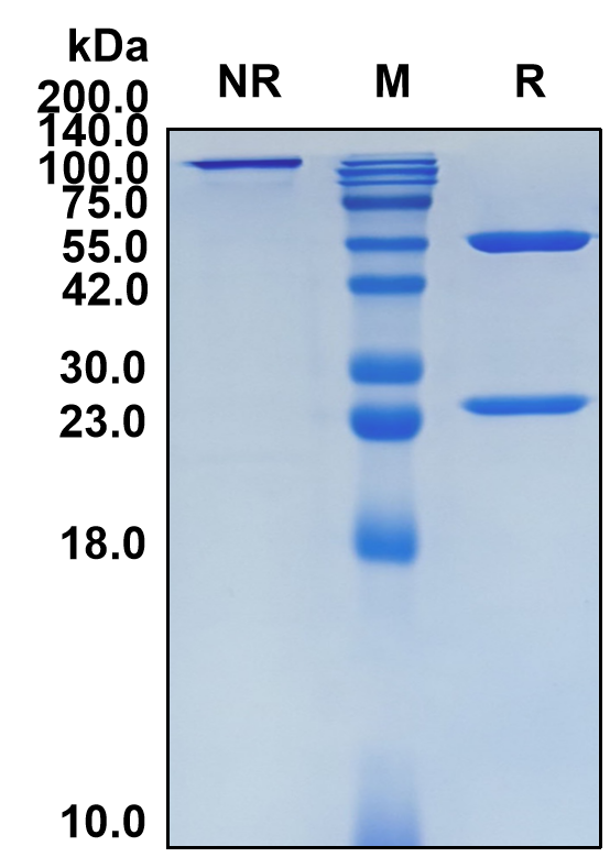 (Belrestotug)Biosimilar Reference Antibody