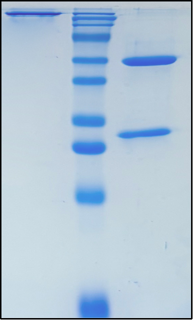 (Bemarituzumab)Biosimilar Reference Antibody