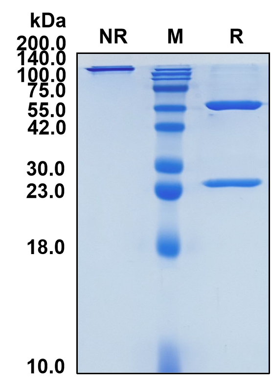 (Bempikibart)Biosimilar Reference Antibody