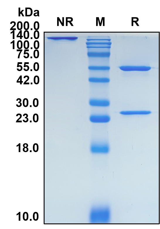 (Benufutamab)Biosimilar Reference Antibody