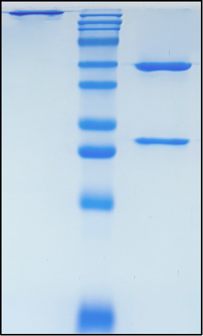 (Berlimatoxumab)Biosimilar Reference Antibody