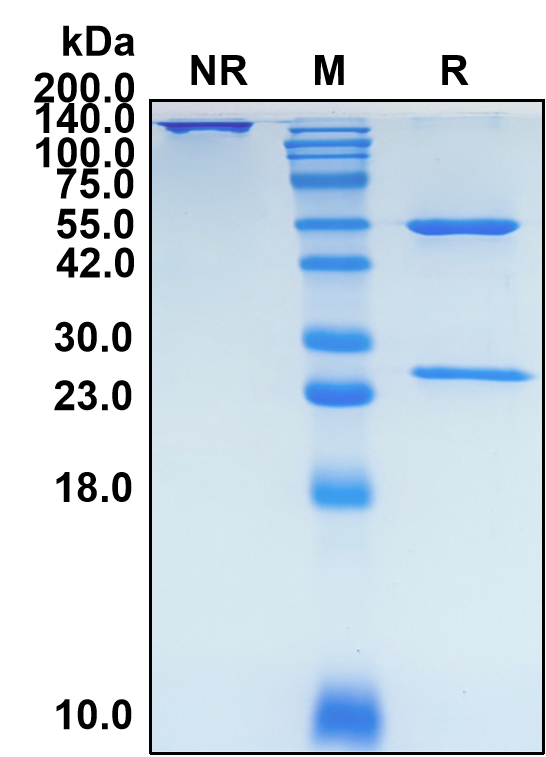 (Bermekimab)Biosimilar Reference Antibody