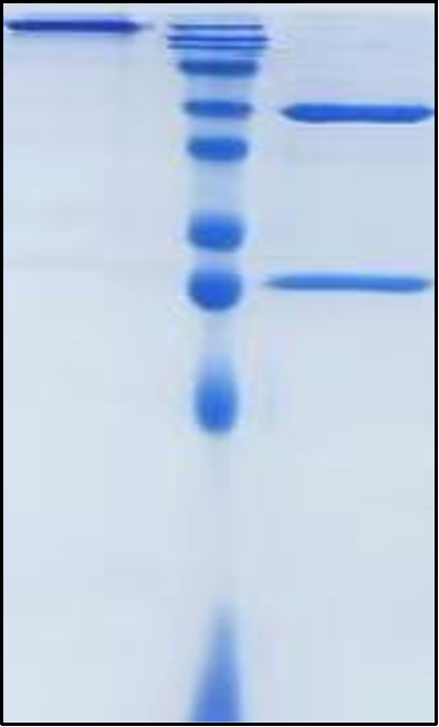 (Bevacizumab)Biosimilar Reference Antibody