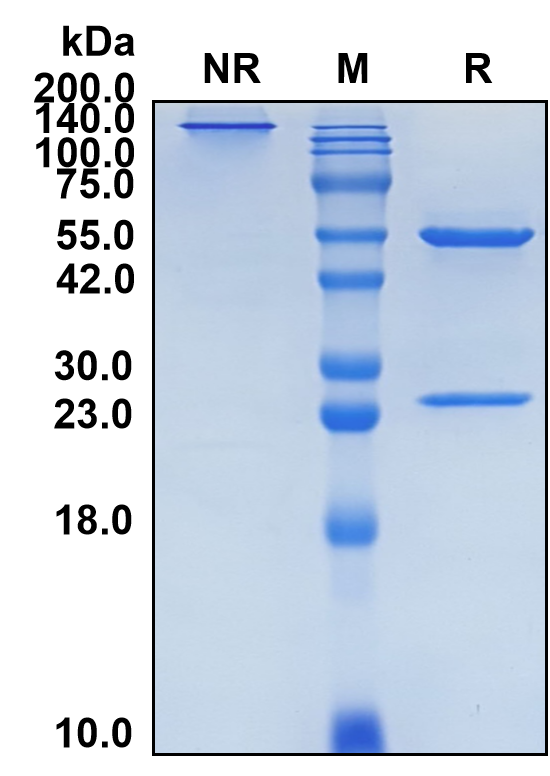 (Bimagrumab)Biosimilar Reference Antibody