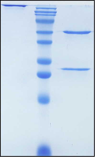 (Bimekizumab)Biosimilar Reference Antibody