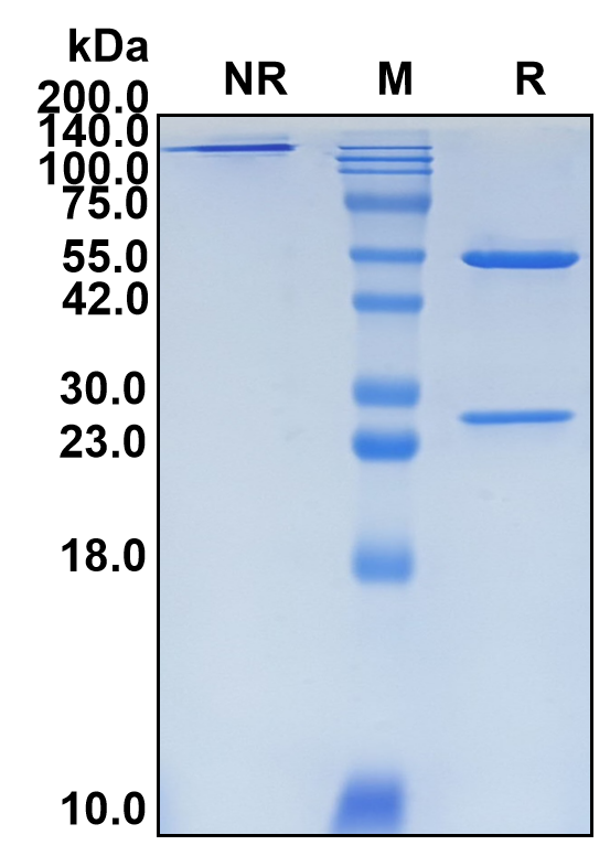 (Bintrafusp)Biosimilar Reference Antibody(PDL1/CD274)(CAS NO:1918149-01-5)