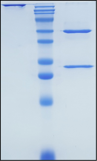 (Birtamimab)Biosimilar Reference Antibody