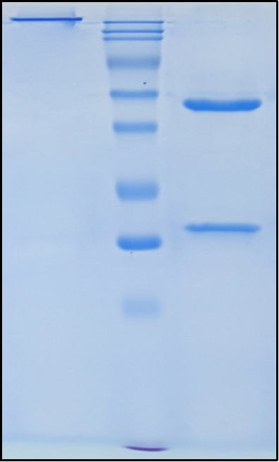 (Bleselumab)Biosimilar Reference Antibody