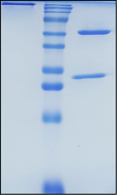 (Boserolimab)Biosimilar Reference Antibody